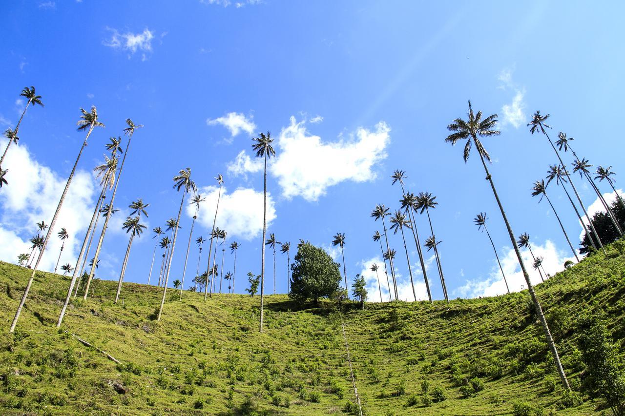 Palmas De Cocora ξενώνας Σαλέντο Εξωτερικό φωτογραφία